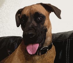 Rocky Profile Image